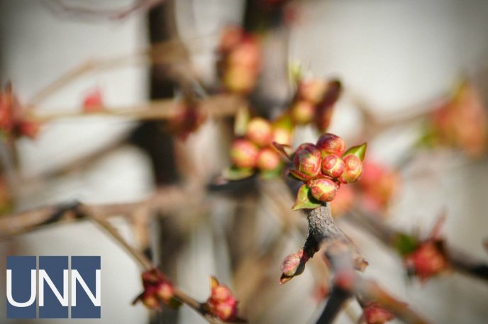 В Ужгороді попри морози розквітли перші шафрани – 06