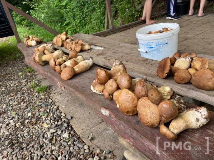 Грибний бум на Мукачівщині або як місцеві заробляють на дарах лісу – 07