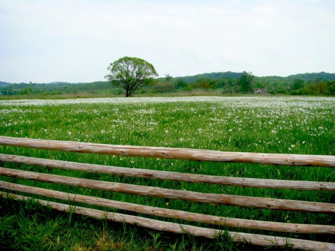 Італійське видання написало про закарпатську Долину нарцисів – 08