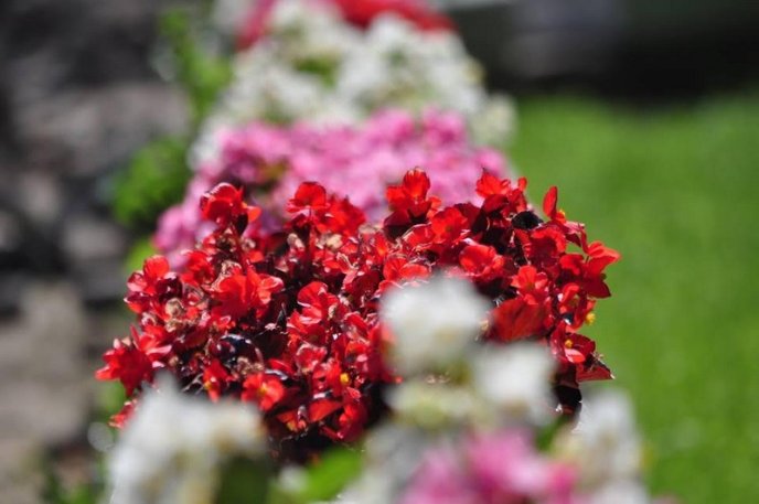 Ужгород буяє квітковим різнобарв’ям – 24