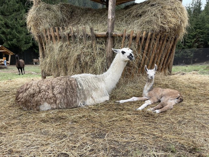 В закарпатському екопарку народилися лами – 05