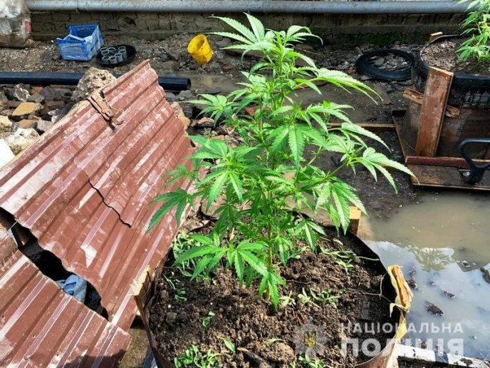 28-річний чоловік вирощував вдома коноплю – 03