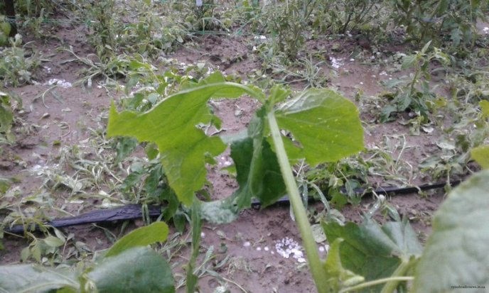 Виноградівщина оговтується від нищівного граду: шокуюче відео стихії – 09