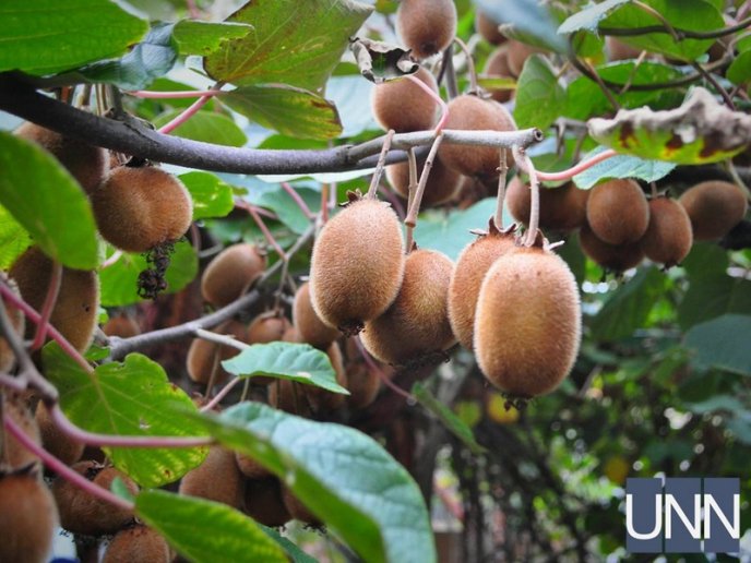 На Закарпатті почали збирати врожай унікального сорту ківі – 05