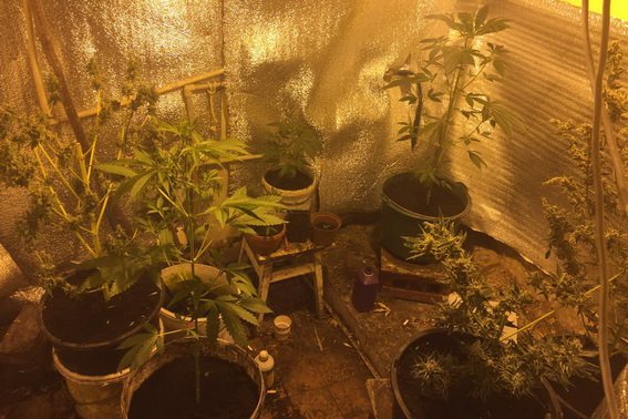 Закарпатець влаштував вдома міні-нарколабораторію: вирощував марихуану та коноплю – 04