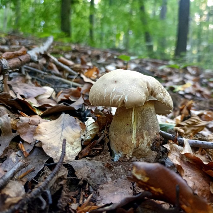 Стартував грибний сезон: закарпатці в соцмережі діляться світлинами знайдених грибів – 03