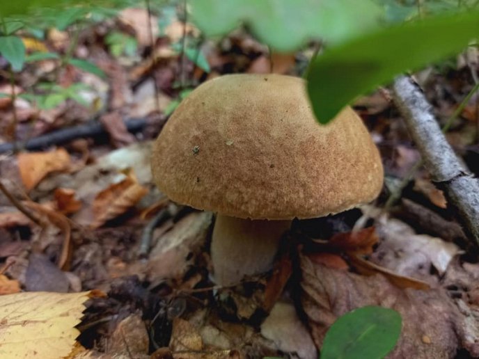 Грибний бум на Закарпатті: де зараз збирають найбільше грибів – 05