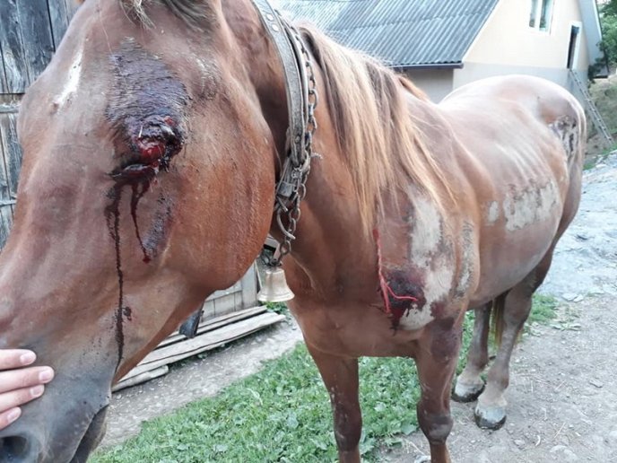 П’яний чоловік прив’язав коня до машини і тягнув тварину по асфальту – 02