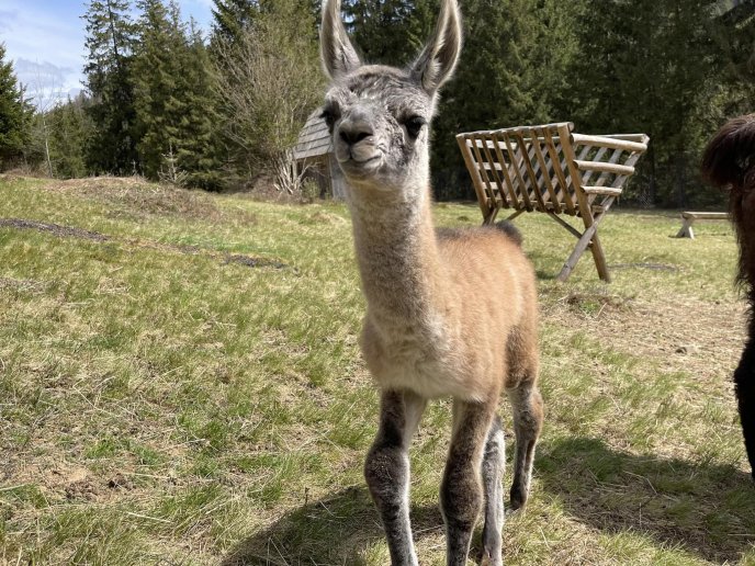 В закарпатському екопарку народилися лами – 02
