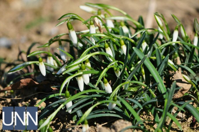 В Ужгороді попри морози розквітли перші шафрани – 05