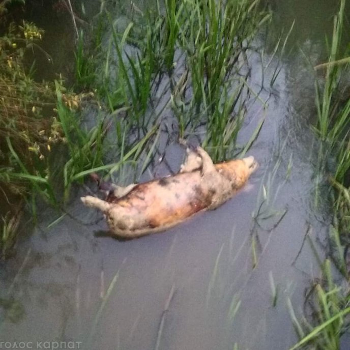 Трупи мертвих домашніх свиней валяються у канавах – 03