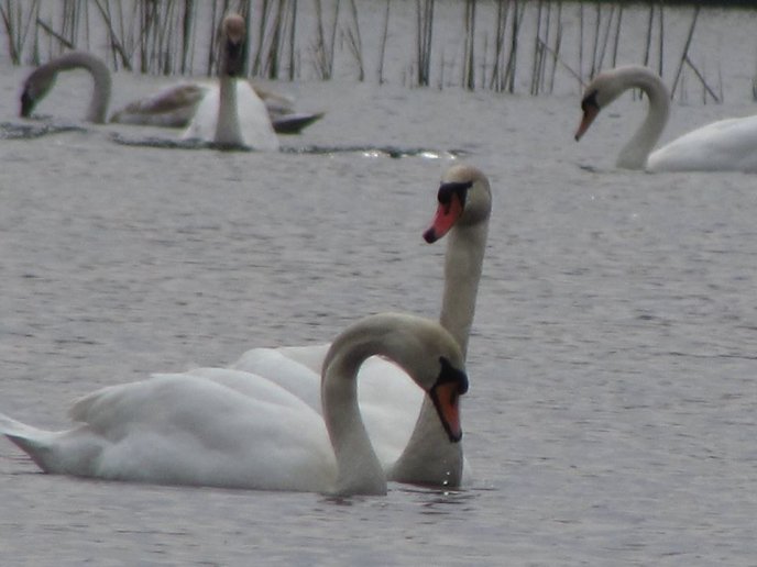 На озерах біля Мукачева оселилася зграя красенів-лебедів – 06