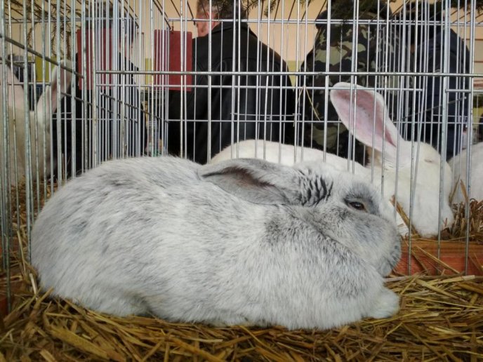 В Ужгороді відбулась виставка кролів – 03