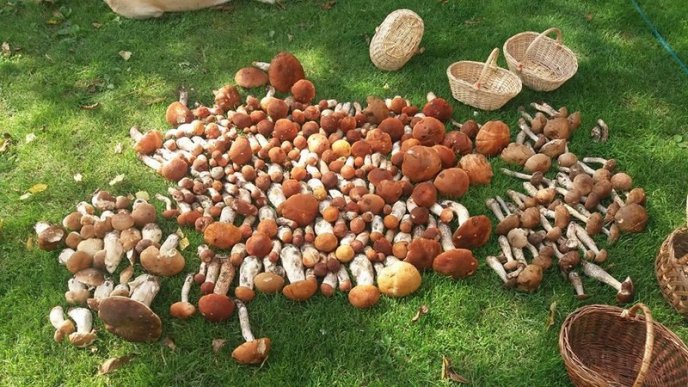 Закарпатка назбирала 14 кошиків грибів – 01