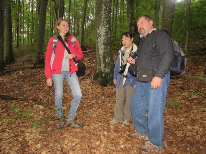 Букові праліси Закарпаття можуть стати частиою Всесвітньої спадщини ЮНЕСКО – 05