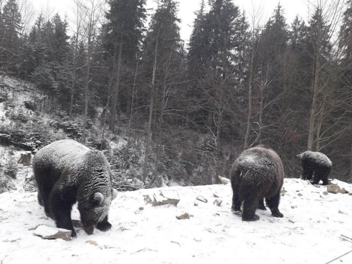 Як на Закарпатті ведмеді радіють снігу: оприлюднено відео – 04