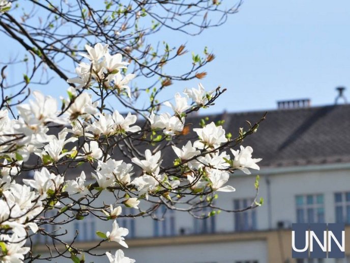 Ужгород потопає у цвіті магнолій – 08