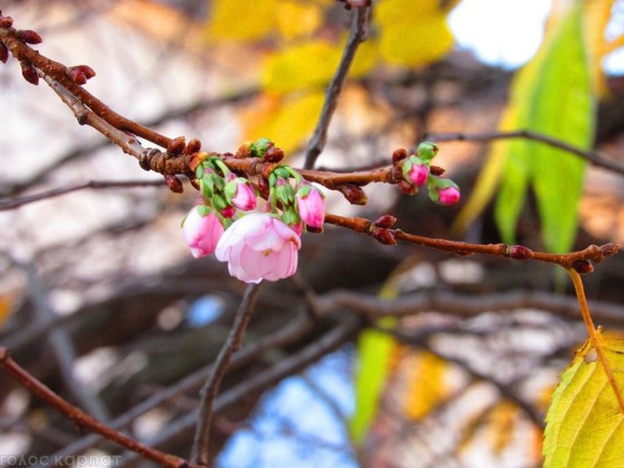 Природна аномалія: у Мукачеві в листопаді зацвіла сакура – 12