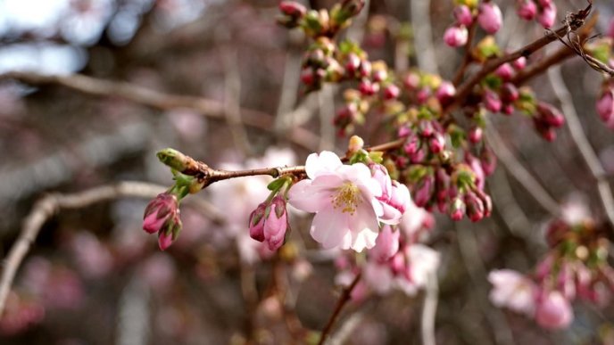 У Мукачеві квітне "шалена" сакура – 03