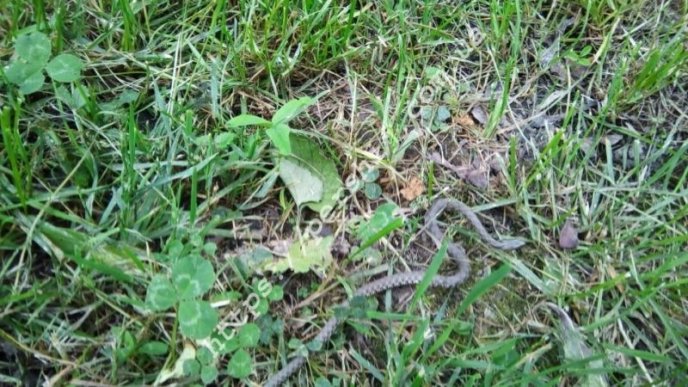 В одному з парків Мукачева помітили змію – 03