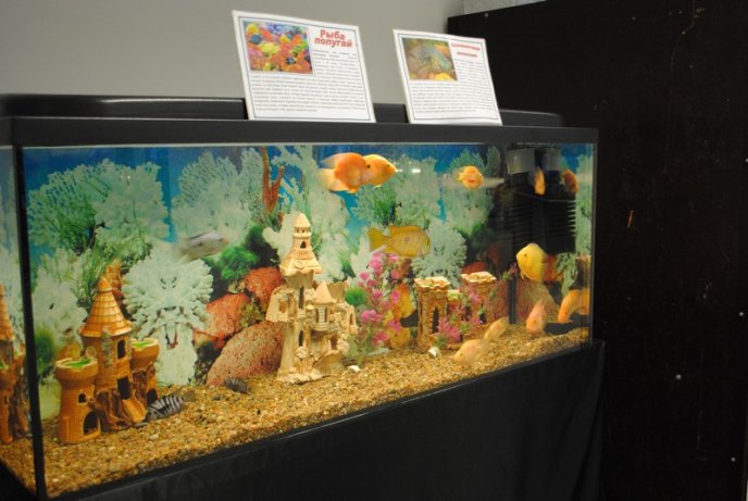У Мукачеві відкрили виставку риб (ФОТОРЕПОРТАЖ) – 08