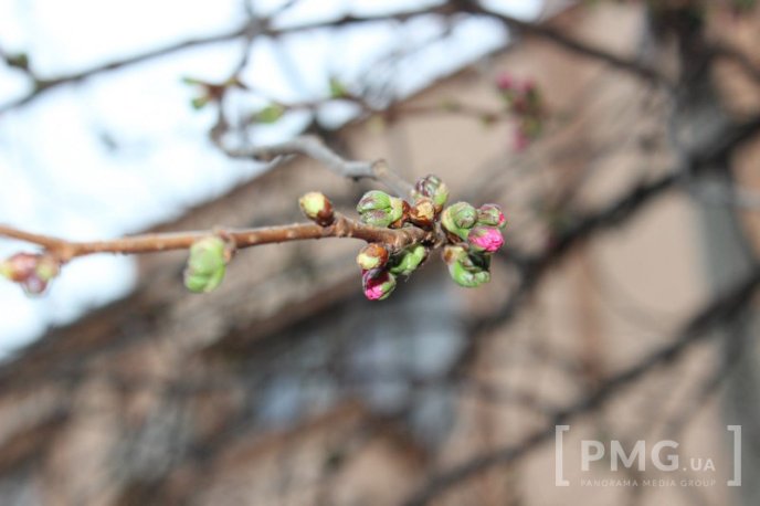 У Мукачеві вже розквітла перша сакура – 05