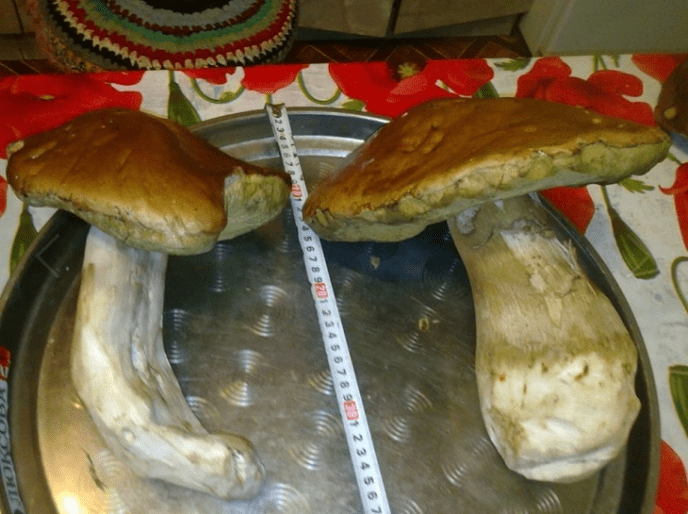 У мережу виклали фото рекордно великого білого гриба – 02