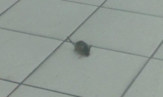 В одному із супермаркетів Ужгорода виявили мишу – 03