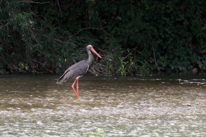 В Ужгороді помітили рідкісних чорних лелек – 02