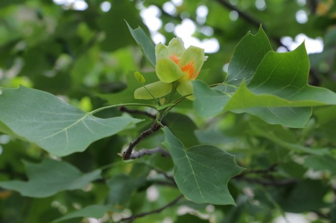 Тюльпанові дерева вже квітнуть у Мукачеві – 12