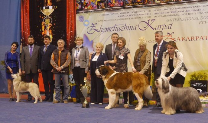 В Ужгороді визначили переможця Міжнародної виставки собак – 17