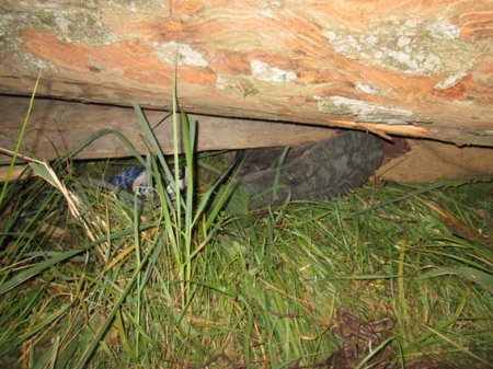 На Закарпатті перекинувся лісовоз "ЗІЛ": двоє людей загинули – 04