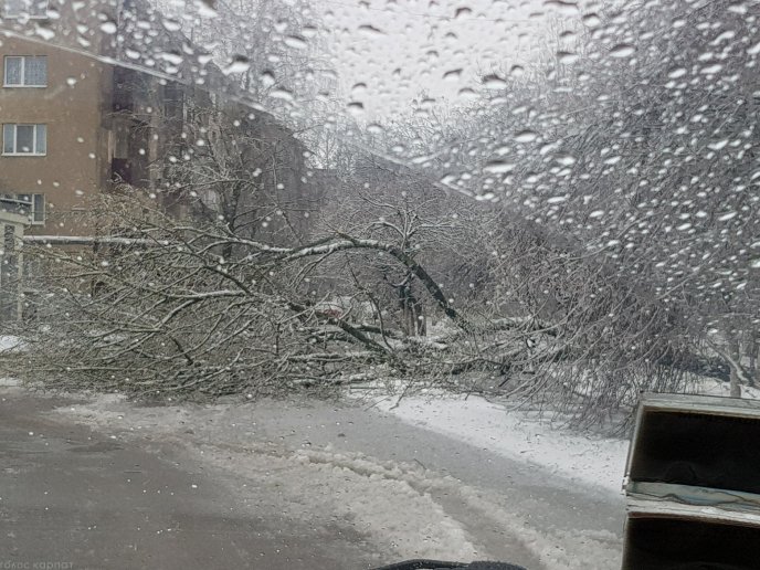 Наслідки негоди у Виноградові: повалені дерева, пошкоджені автомобілі та дах школи – 05