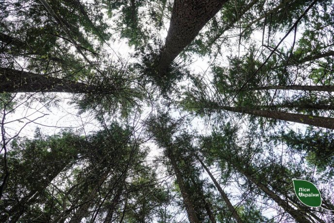 На Закарпатті росте найвище дерево у Східній Європі – 05