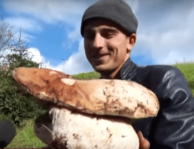 У закарпатських лісах знаходять велетенські білі гриби – 02