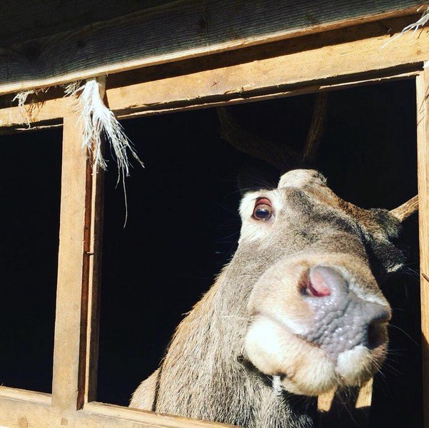 Лісівники врятували оленя, матір якого загризли вовки – 05 Лісівники врятували оленя, матір якого загризли вовки – 05