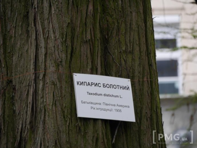 В Ужгороді чиновники посадили два екзотичні дерева – 18