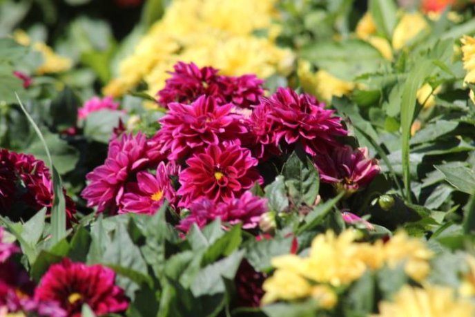 У парку "Перемога" комунальники облаштовують квітники – 04