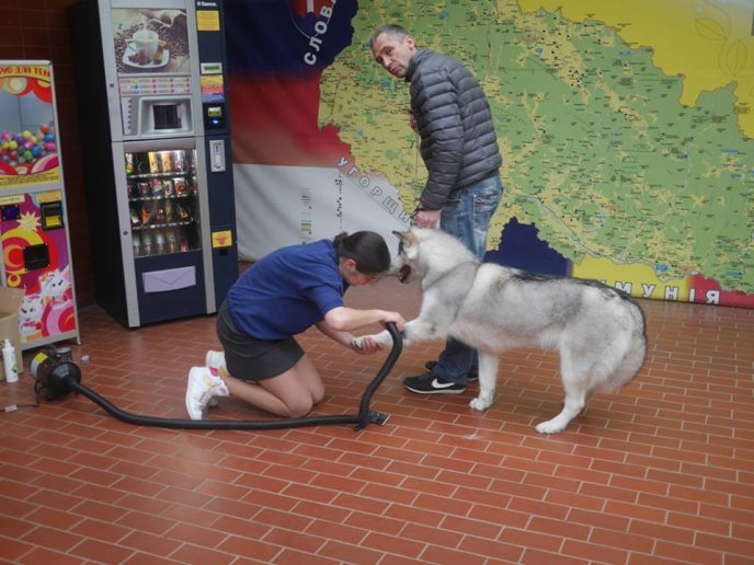 В обласному центрі стартувала міжнародна виставка собак – 03