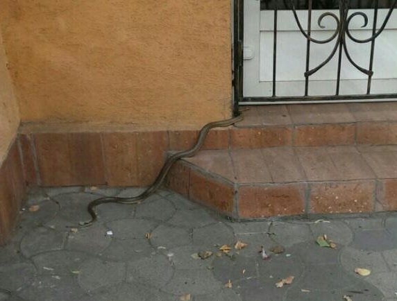 У центрі Ужгорода велика змія налякала перехожих – 02