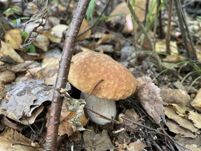 Відомо, де на Закарпатті вже збирають білі гриби – 08