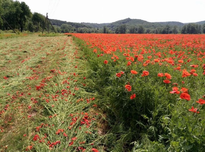 На Ужгородщині косять мальовниче макове поле – 07