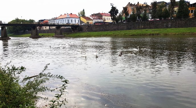 В Ужгород прилетіли семеро "пернатих" гостей – 04