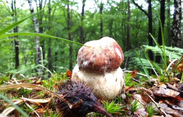 На Закарпатті з’явились перші у цьому році білі гриби – 01