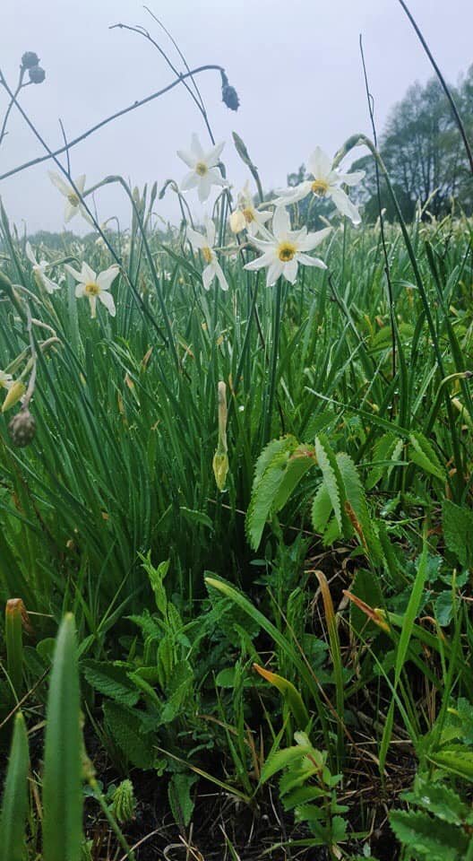 На Закарпатті почала квітнути "Долина нарцисів" – 05