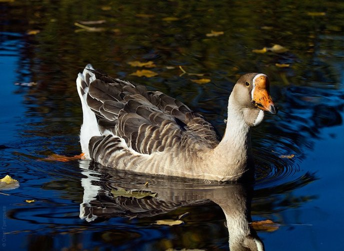 На фермі біля Мукачева живуть чорні лебеді неймовірної краси (ФОТО) – 05