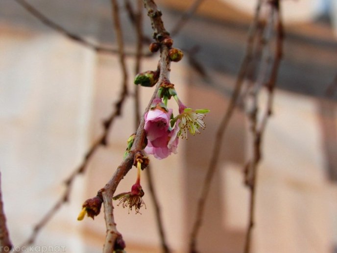 Природна аномалія: у Мукачеві в листопаді зацвіла сакура – 02