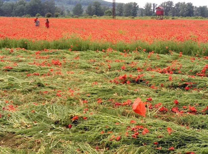 На Ужгородщині косять мальовниче макове поле – 01
