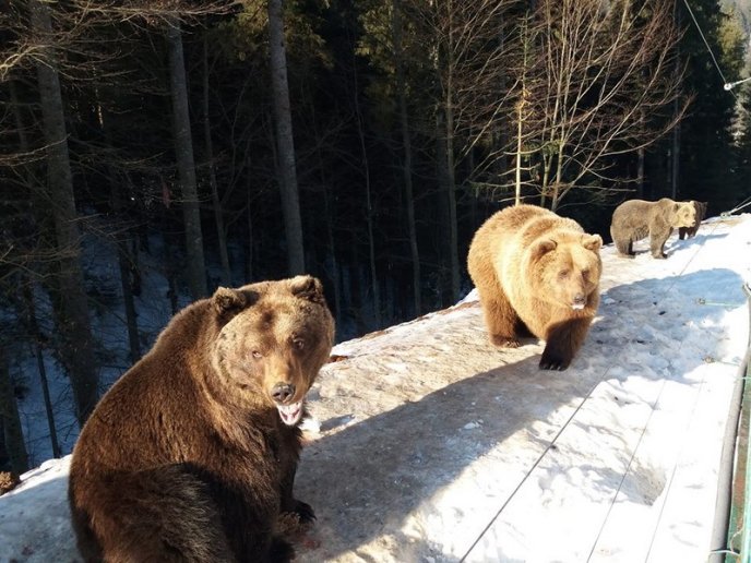 Соцмережі підкорюють фото ведмедів із Синевиру – 02 Соцмережі підкорюють фото ведмедів із Синевиру – 02