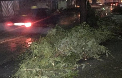 В Ужгороді на одному з ринків сотні ялинок кинули просто неба – 05